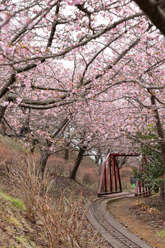 河津桜