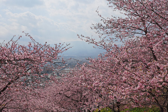 河津桜
