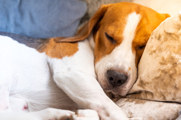 Dog tired sleeps on a couch. Lazy Beagle on sofa.