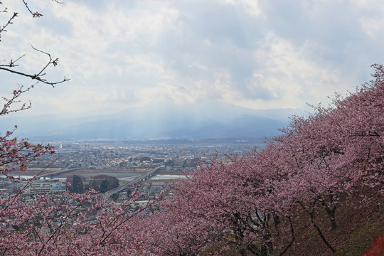 河津桜