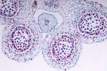 Lily Anther Sporogenous under the microscopic for education in laboratory.