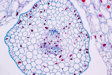 Lily Anther Sporogenous under the microscopic for education in laboratory.