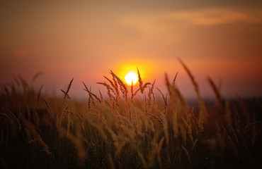 Sundown in wheat against the backdrop of faint colorful sunset