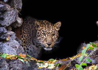  Far Eastern cheetah