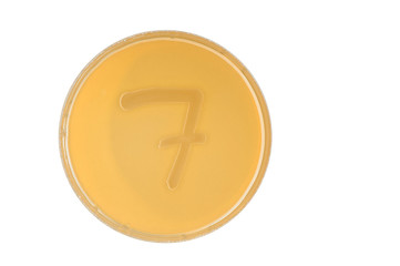 bacteria escherichia coli culture on plate in shape digit 7