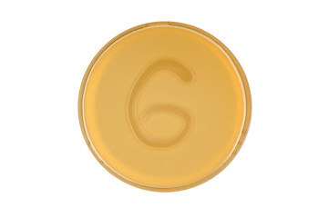 bacteria escherichia coli culture on plate in shape digit 6