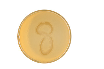 bacteria escherichia coli culture on plate in shape digit 8