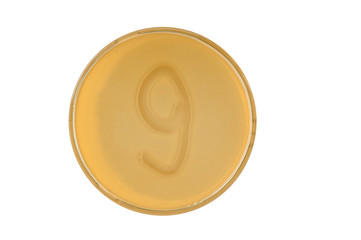 bacteria escherichia coli culture on plate in shape digit 9