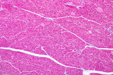 Tissue of pancreas is an organ of the digestive system and endocrine system of in humans, under the...