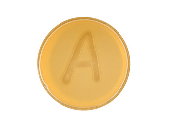 bacteria escherichia coli culture on plate in shape letter a