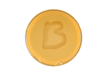 bacteria escherichia coli culture on plate in shape letter b