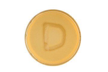 bacteria escherichia coli culture on plate in shape letter d