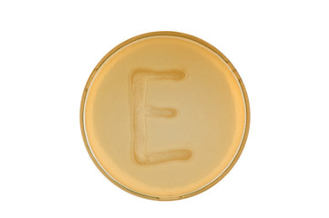 bacteria escherichia coli culture on plate in shape letter e