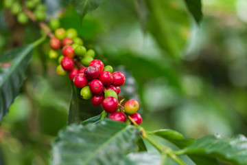 Coffee beans ripening on tree in North of thailand