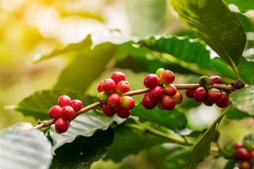 Coffee beans. On a wooden background rotation