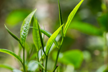 closeup fresh green tea leaves