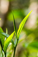 closeup fresh green tea leaves