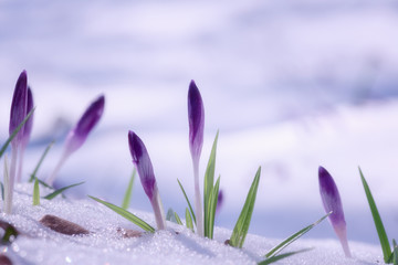 First spring flowers, purple crocus or saffron growing from the snow, natural floral background,...