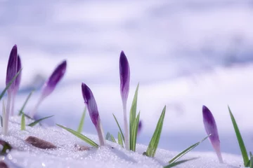 Fotobehang Krokus First spring flowers, purple crocus or saffron growing from the snow, natural floral background, strength and will concept  © larauhryn