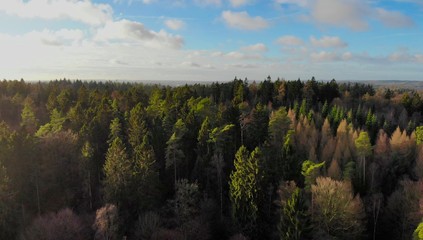 Schleswig Holstein Wald mit Drohne 