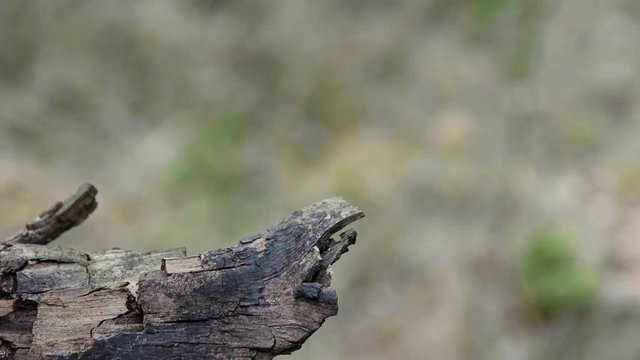 flight of Stag beetle (Lucanus cervus)
