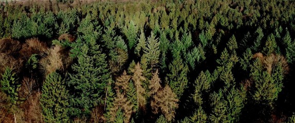 Schleswig Holstein Wald mit Drohne 