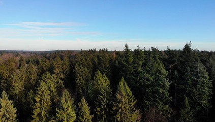 Schleswig Holstein Wald mit Drohne 