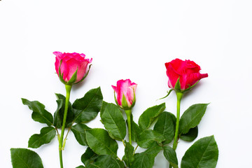 Rose flowers on white background.
