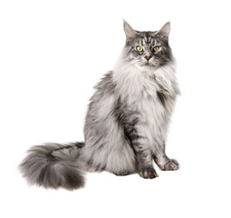 Cute Maine Coon cat looks pensively at camera