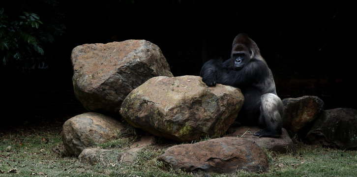 Silverback Gorilla at the zoo