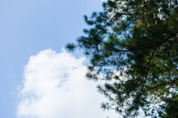 Pinus mugo - It is also known as creeping pine, dwarf mountain pine