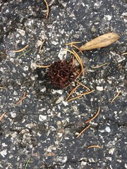 Sweet Gum tree ball on asphalt