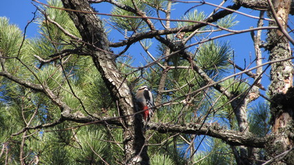 A woodpecker in the wild against a clear blue sky sits on a tree and obtains food
