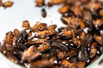 Close-up cockroach isolated for study parasites in laboratory.