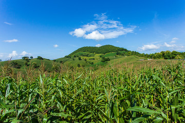 Fototapeta na wymiar Corn farm on hill with blue sky and sunset background