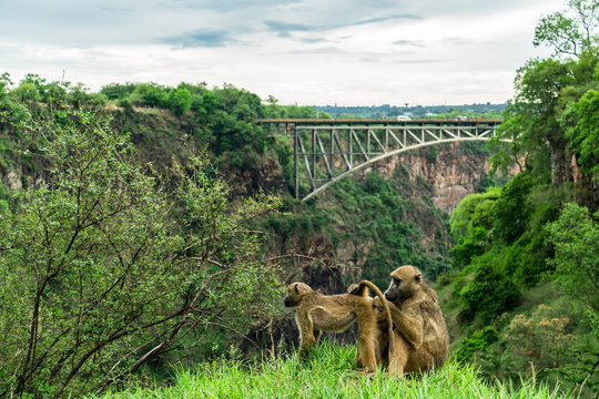 Baboons