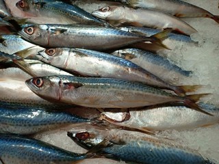 Saba fish vol.65265699