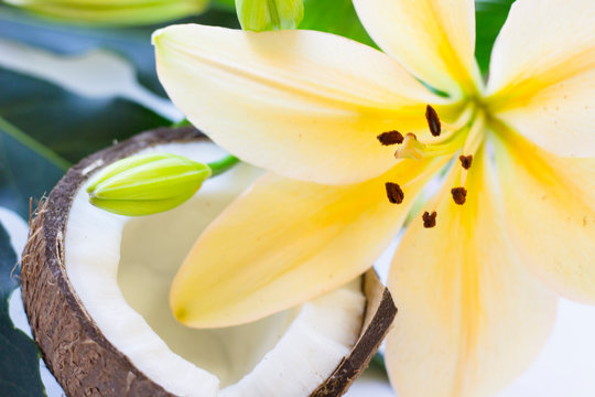 Coconut spa wellness natural skin care concept