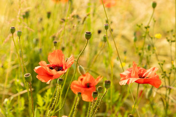 Obraz premium red poppy flower field