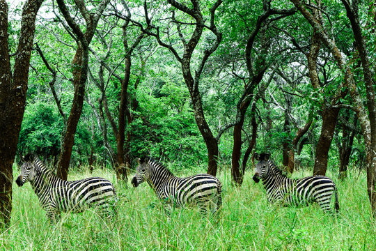 Triple Zebra