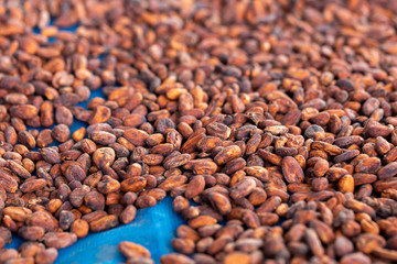 Cocoa beans and cocoa pod on a wooden surface.
