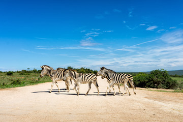 Zebra Addo #1