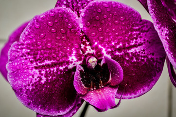 Fototapeta na wymiar Orquídea Roxa