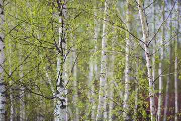 Birch trees with blossoming spring tender leaves