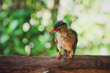 Exotic little bird with a red beak on a tree branch in the wild