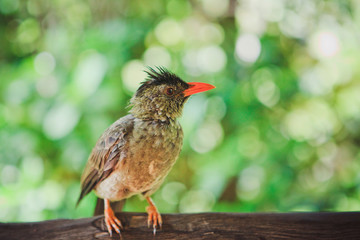 Exotic little bird with a red beak on a tree branch in the wild