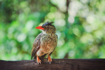 Exotic little bird with a red beak on a tree branch in the wild