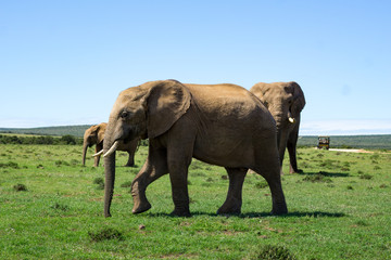 Fototapeta na wymiar Elefant Addo #1
