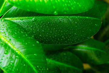 Beautiful Fresh green leaf with drops first light in the morning.Abstract image of water droplets on leaves in tropical forest nature background