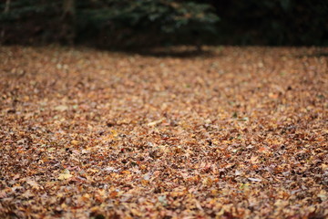 もみじ　落ち葉